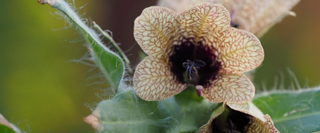 خواص دارویی بذرالبنج, عوارض بذرالبنج