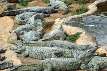 پارک کروکودیل قشم, پارک نوپک قشم