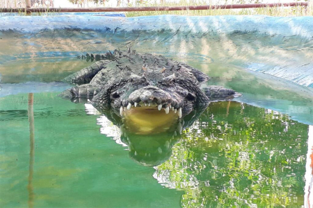 پارک کروکودیل قشم, پارک نوپک قشم