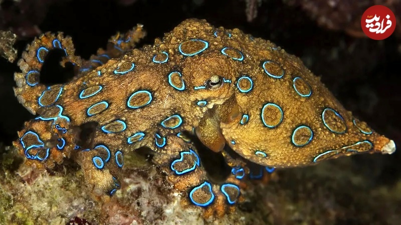 اخبار،اخبار جدید،اخبار روز