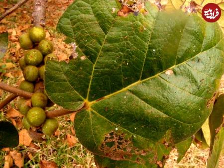 درخت،اخبار گوناگون،خبرهای گوناگون