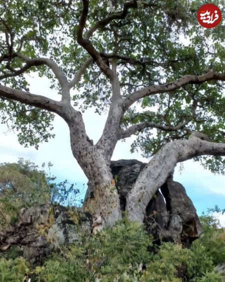 درخت،اخبار گوناگون،خبرهای گوناگون