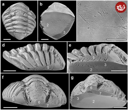فسیل،اخبار گوناگون،خبرهای گوناگون