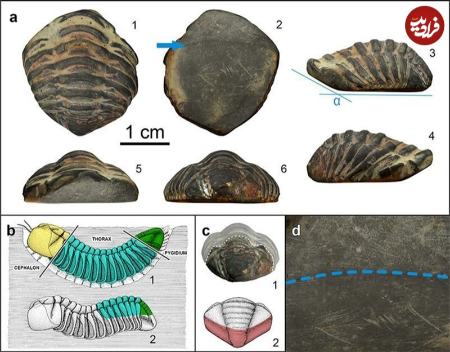 فسیل،اخبار گوناگون،خبرهای گوناگون