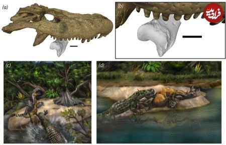 تمساح،اخبار گوناگون،خبرهای گوناگون