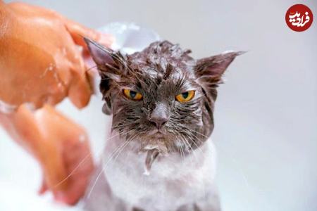 گربه،اخبار گوناگون،خبرهای گوناگون