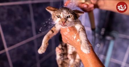 گربه،اخبار گوناگون،خبرهای گوناگون