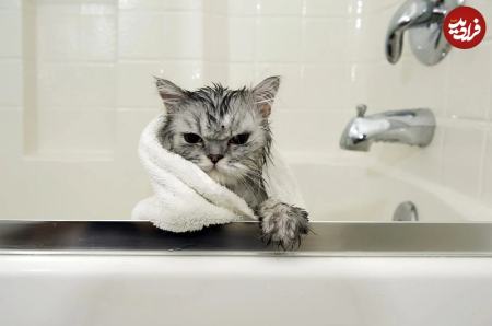 گربه،اخبار گوناگون،خبرهای گوناگون