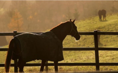 اصطلاحات سوارکاری, تجهیزات سوارکاری