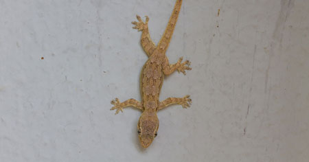 راهکارهای اساسی برای از بین بردن مارمولک در خانه,سمپاشی مارمولک و دفع آن