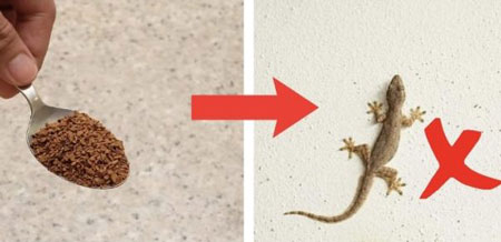 راهکارهای اساسی برای از بین بردن مارمولک در خانه, سمپاشی مارمولک, برای از بین بردن مارمولک در خانه چه کنیم