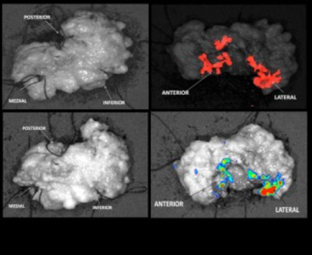 بیوگرافی مونجی باوندی, تحقیقات مونجی باوندی