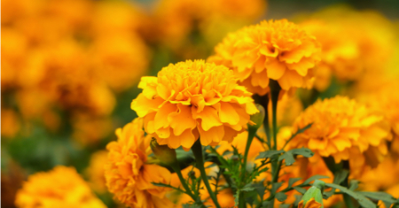 کمبود مواد مغذی و بینایی, رژیم غذایی برای دید بهتر