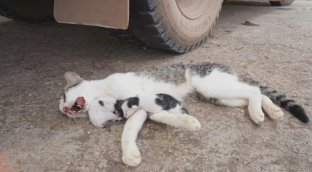 حکم شرعی کشتن گربه به صورت غیرعمد