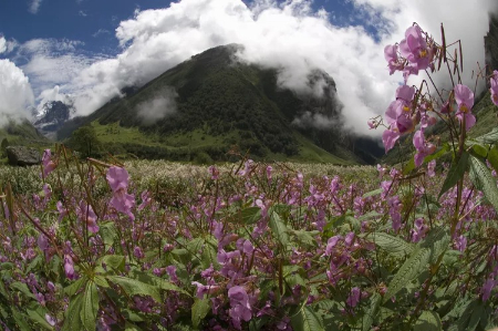 دره گل‌ها هند, پارک ملی دره گل‌ها