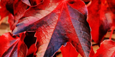 وریدهای واریسی, مکمل برای وریدهای واریسی