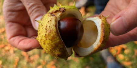 وریدهای واریسی, مکمل برای وریدهای واریسی