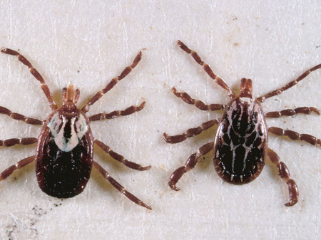 انگل‌شناسی دامپزشکی, انگل‌های حیوانات اهلی و وحشی