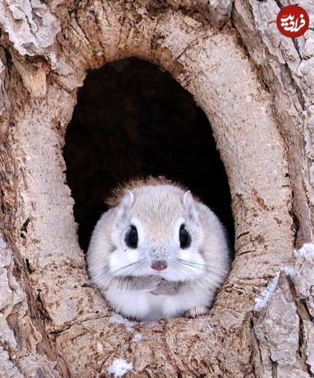 سنجاب،اخبار گوناگون،خبرهای گوناگون