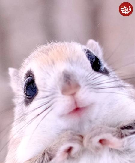 سنجاب،اخبار گوناگون،خبرهای گوناگون