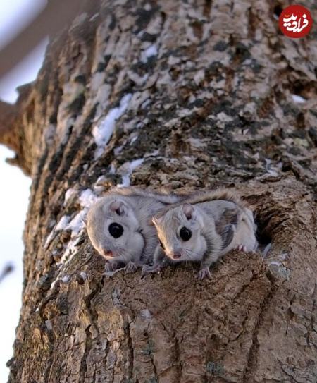 سنجاب،اخبار گوناگون،خبرهای گوناگون