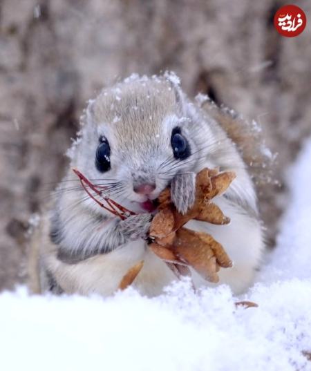 سنجاب،اخبار گوناگون،خبرهای گوناگون