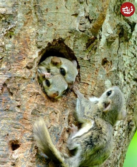 سنجاب،اخبار گوناگون،خبرهای گوناگون