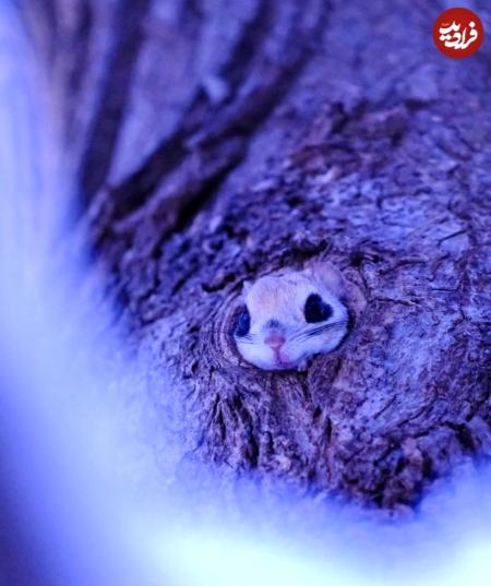 سنجاب،اخبار گوناگون،خبرهای گوناگون