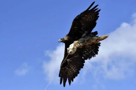 شکار با عقاب در قرقیزستان،اخبار گوناگون،خبرهای گوناگون