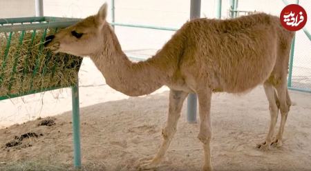 حیوانات دو رگه،اخبار گوناگون،خبرهای گوناگون