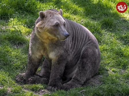 حیوانات دو رگه،اخبار گوناگون،خبرهای گوناگون