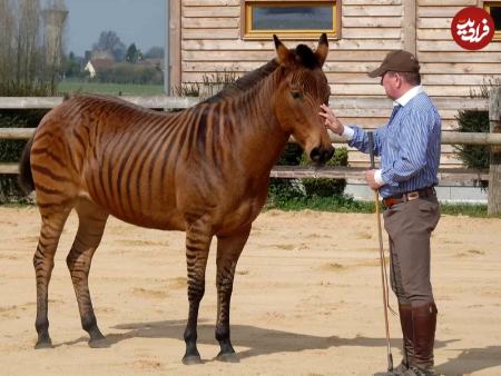 حیوانات دو رگه،اخبار گوناگون،خبرهای گوناگون