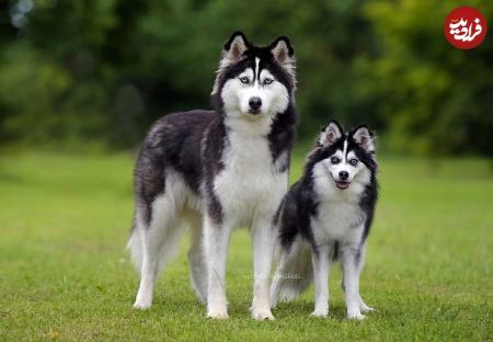 حیوانات دو رگه،اخبار گوناگون،خبرهای گوناگون