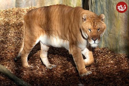 حیوانات دو رگه،اخبار گوناگون،خبرهای گوناگون