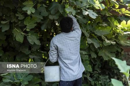 عکس خبری،برداشت انجیر در گلوگاه