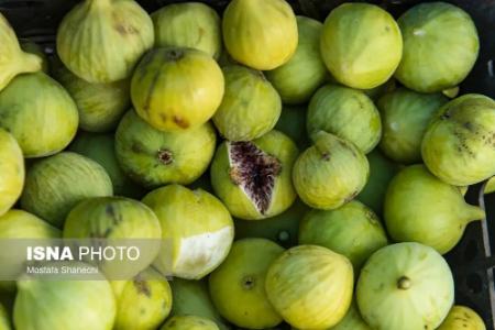 عکس خبری،برداشت انجیر در گلوگاه