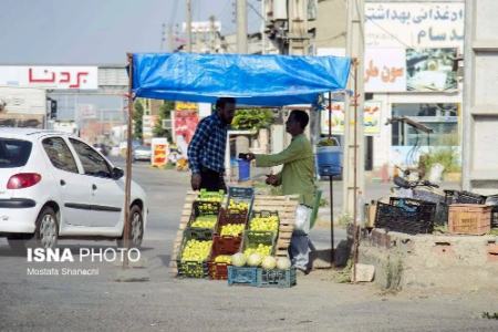 عکس خبری،برداشت انجیر در گلوگاه