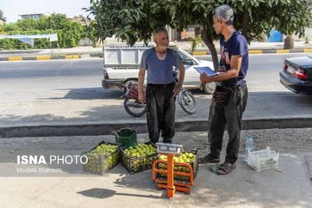 عکس خبری،برداشت انجیر در گلوگاه