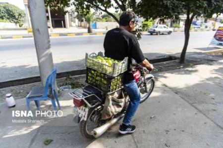 عکس خبری،برداشت انجیر در گلوگاه
