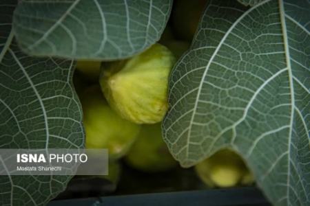 عکس خبری،برداشت انجیر در گلوگاه