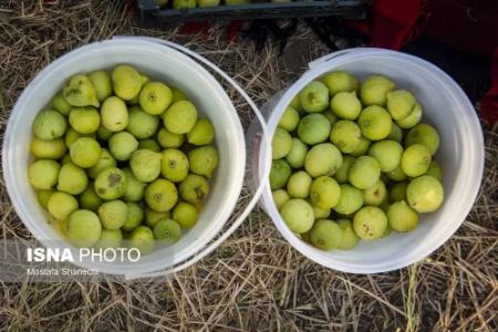 عکس خبری،برداشت انجیر در گلوگاه