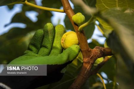 عکس خبری،برداشت انجیر در گلوگاه