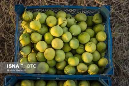 عکس خبری،برداشت انجیر در گلوگاه