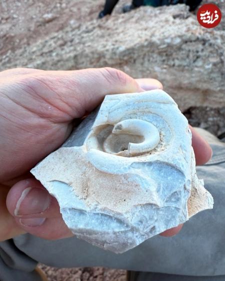 فسیل،اخبار گوناگون،خبرهای گوناگون