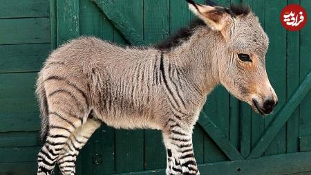 گورخر،اخبار گوناگون،خبرهای گوناگون