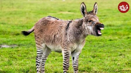 گورخر،اخبار گوناگون،خبرهای گوناگون