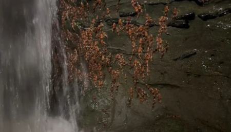 گربه‌ماهی،اخبار گوناگون،خبرهای گوناگون