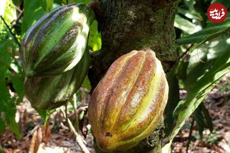 شکلات،اخبار گوناگون،خبرهای گوناگون