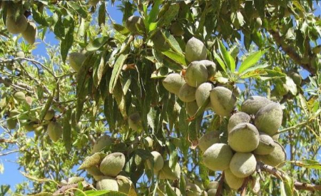 بهترین زمان سم‌پاشی نهال بادام, راهنمای سم‌پاشی نهال بادام
