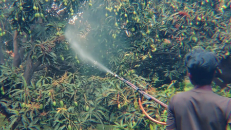 بهترین زمان سم‌پاشی نهال, زمان سم‌پاشی درخت میوه